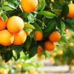 How do oranges grow?