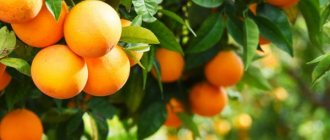 How do oranges grow?