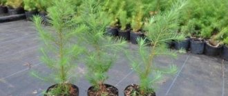 How does larch reproduce?