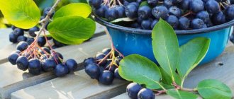 how to propagate chokeberry in spring