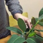 How to propagate ficus at home with cuttings, layering, leaves, seeds - step by step
