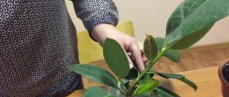 Как размножить фикус в домашних условиях черенками, отводками, листом, семенами - пошагово