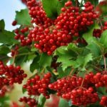 How to propagate viburnum from cuttings. Propagation by cuttings 