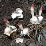how to propagate lilies by scales in the fall