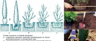 How to plant coniferous trees