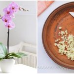 How to make garlic water for orchids