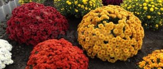 How to preserve chrysanthemums in winter without digging them up