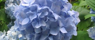 How to dry hydrangea