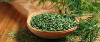 How to dry herbs (dill, green onions, parsley) for the winter at home