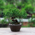 how to care for bonsai