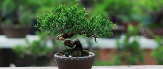 how to care for bonsai