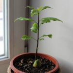 how to care for an avocado tree