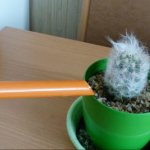 How to care for a cactus: Overhead watering