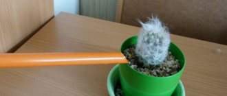 How to care for a cactus: Overhead watering
