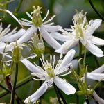 How to care for clematis in autumn