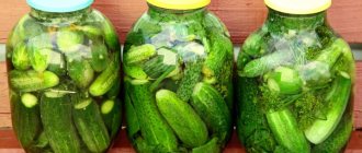 How to deliciously pickle large cucumbers: 6 best recipes