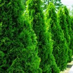 How to choose fertilizer for the rapid growth of thuja