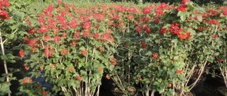 How to choose a viburnum seedling for planting in the ground