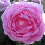 What does a tea rose look like photo