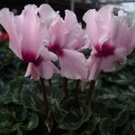 what does cyclamen look like