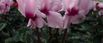 what does cyclamen look like