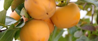 What do persimmon fruits look like on a branch?