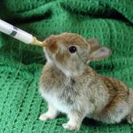 How to feed baby rabbits without a mother rabbit