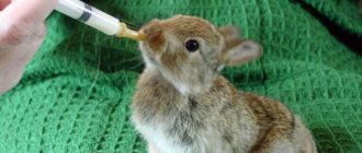 Как выкормить крольчат без крольчихи