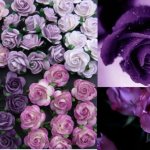 Как выращивать фиолетовые розы и какие сорта выбрать