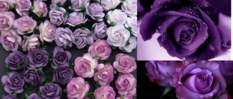 How to grow purple roses and which varieties to choose