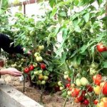How to grow tomatoes in a greenhouse and care for them