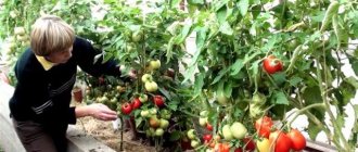 How to grow tomatoes in a greenhouse and care for them
