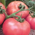 'Как вырастить ароматный и вкусный томат "Пинк уникум": руководство к действию для начинающих и опытных огородников' width="800