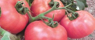 &#39;How to grow a fragrant and tasty Pink Unicum tomato: a guide to action for beginners and experienced gardeners&#39; width=&quot;800