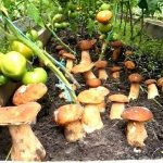 как вырастить грибы в домашних условиях