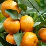 How to grow a tangerine - basic rules for planting and care
