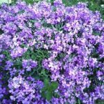 how to grow matthiola from seeds