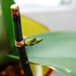 How to grow an orchid from a peduncle: practical tips