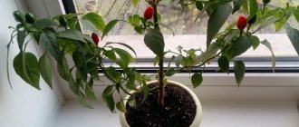How to grow chili peppers at home on a windowsill: step-by-step instructions and secrets of experienced farmers