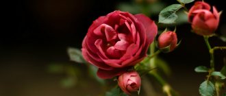 How to grow a rose from seeds