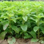 How to grow stevia in the countryside in open ground