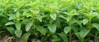 How to grow stevia in the countryside in open ground