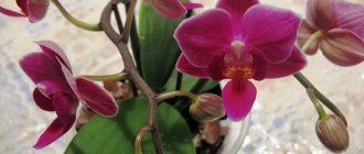 how to make an orchid bloom