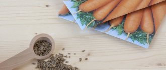 What types of carrot seeds are there, how to choose them correctly, plant them and grow them yourself