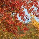 Which trees turn red in autumn?