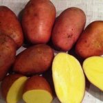 Какие сорта картофеля лучше подходят для жарки: красные или белые