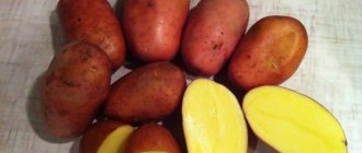 Which types of potatoes are better for frying: red or white?