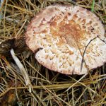 What types of forest champignons are edible (photo and description)