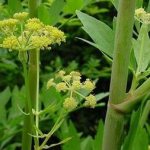 How does lovage bloom?