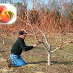What peach care is needed in the fall to prepare for cold weather?